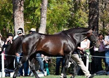 Another Group One Winner for Bernardini