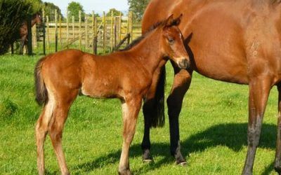 Potential Top LIne Stayer is Born