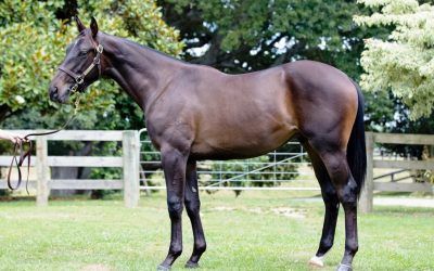 New Yearling Purchased by Delbridge Racing