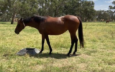 Believabeel in Foal to Nicconi