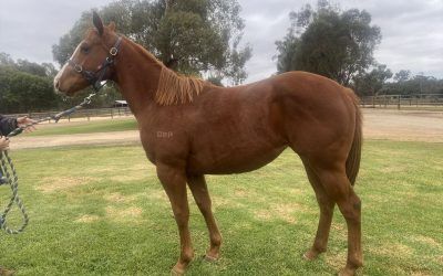 Get Involved with our Foxwedge Filly