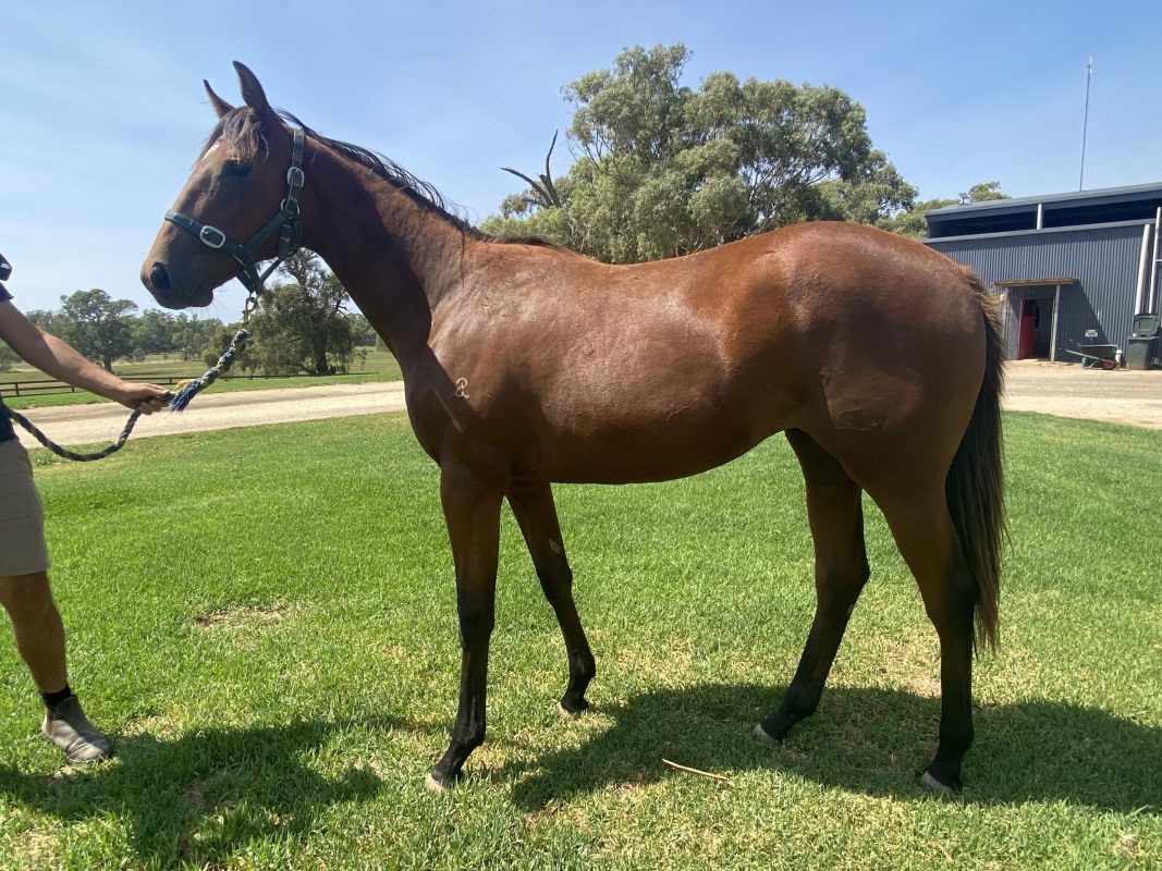 Un-named (Nicconi – Believabeel)