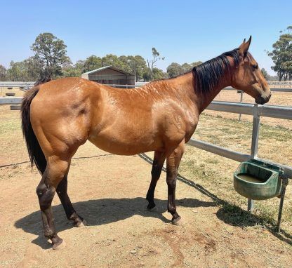 Un-Named (Overshare - Cinnamon Girl)