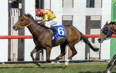D’Beak sets sights on Wagga Cup
