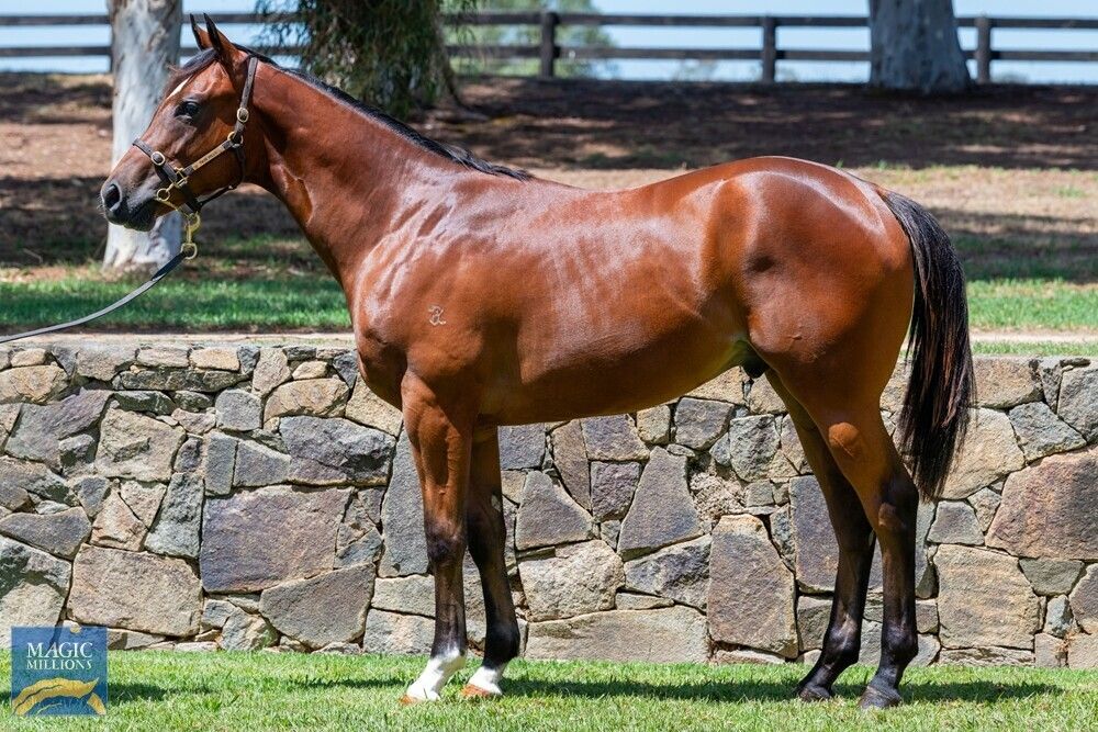 Toronado X Just A Blur Gelding