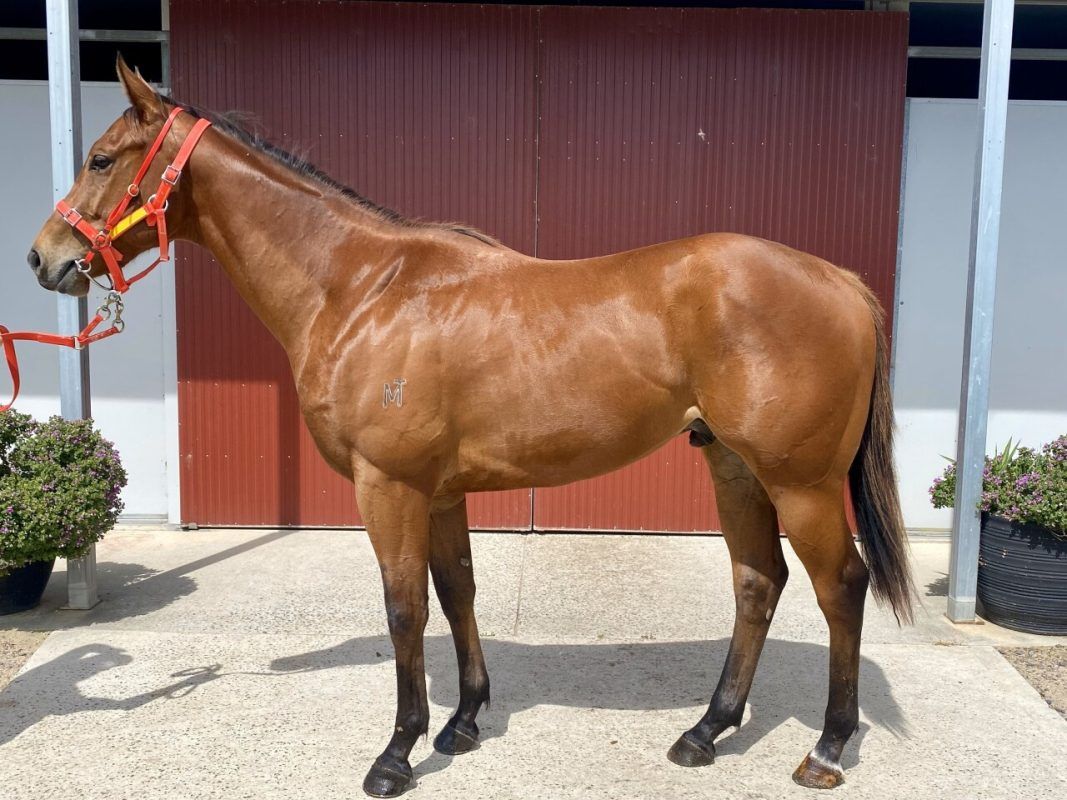 Pride Of Dubai X Jorgeus Gelding