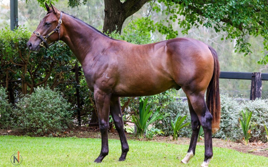 Harry Angel X Madame Von Teese Gelding