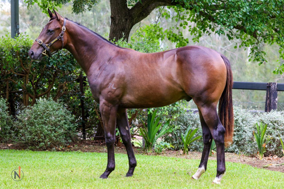 Harry Angel X Madame Von Teese Gelding