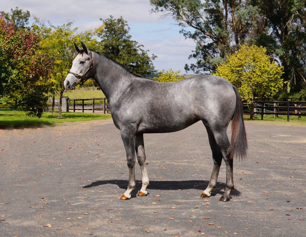 Headwater X French Filly