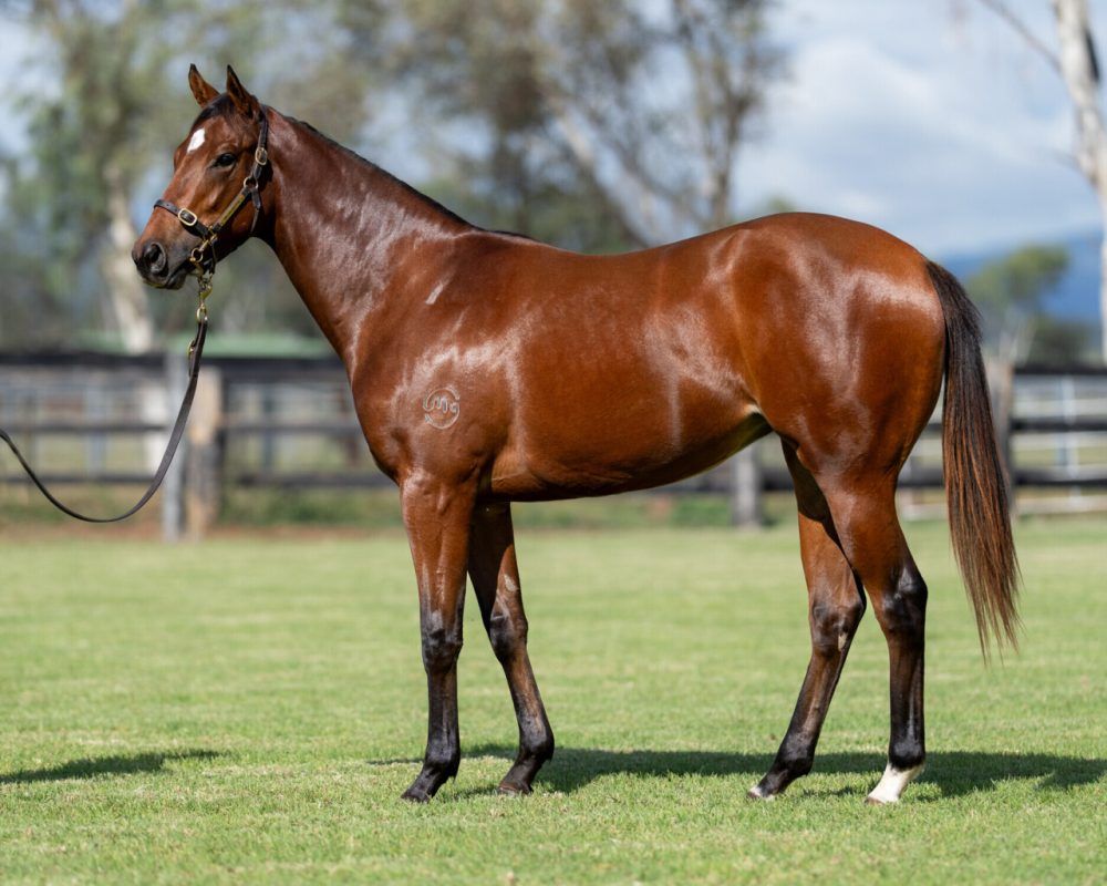 Farnan X Navigate Filly