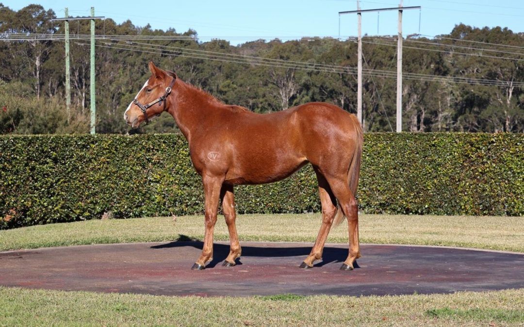 Pinatubo X Princess Amelie Filly