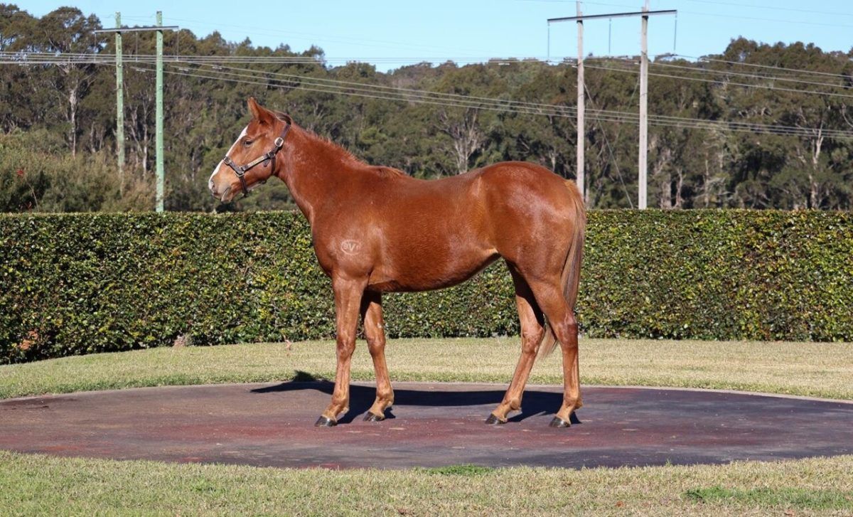 Pinatubo X Princess Amelie Filly