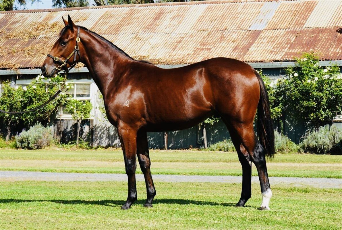 Hellbent X Temper Tantrum Gelding