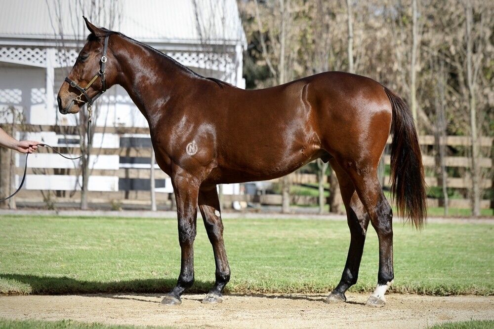 Acrobat X Karata Gelding