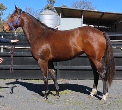 Xtravagant X Unfazed Filly