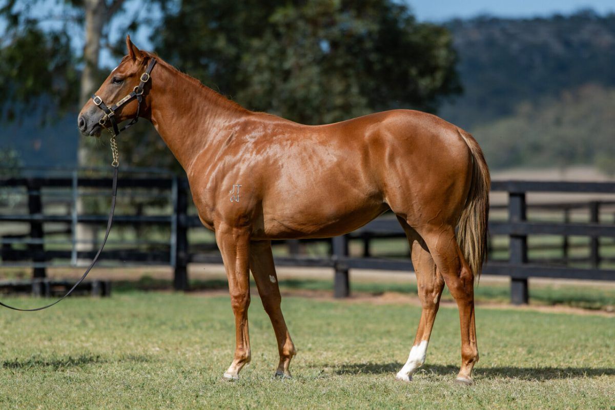 Hanseatic X Totally Sure Filly