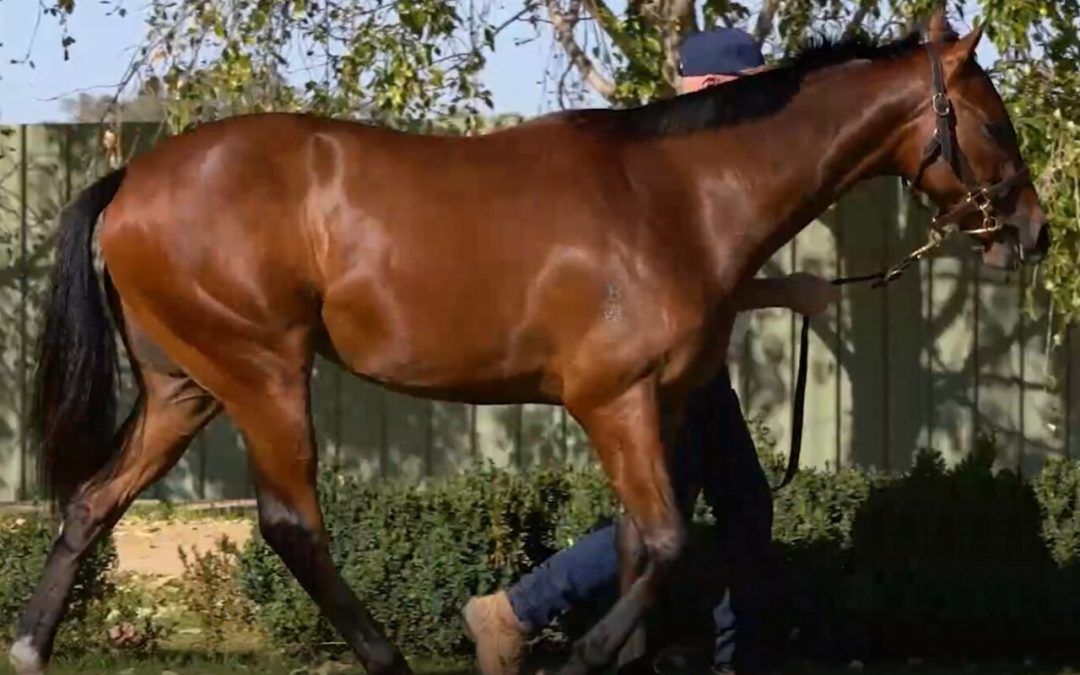 State Of Rest X Artisanale Filly