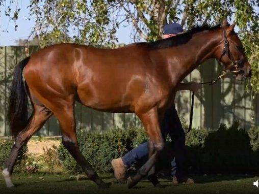 State Of Rest X Artisanale Filly