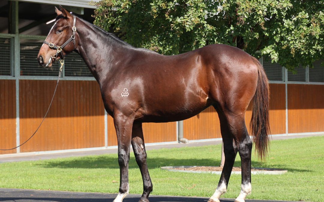 Pinatubo X Networking Gelding