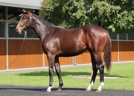 Pinatubo X Networking Gelding