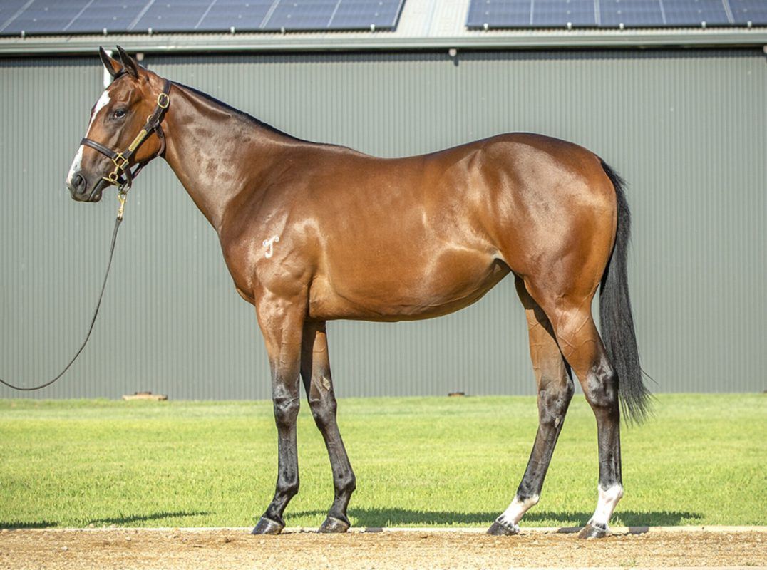 Hellbent X Northern River Filly