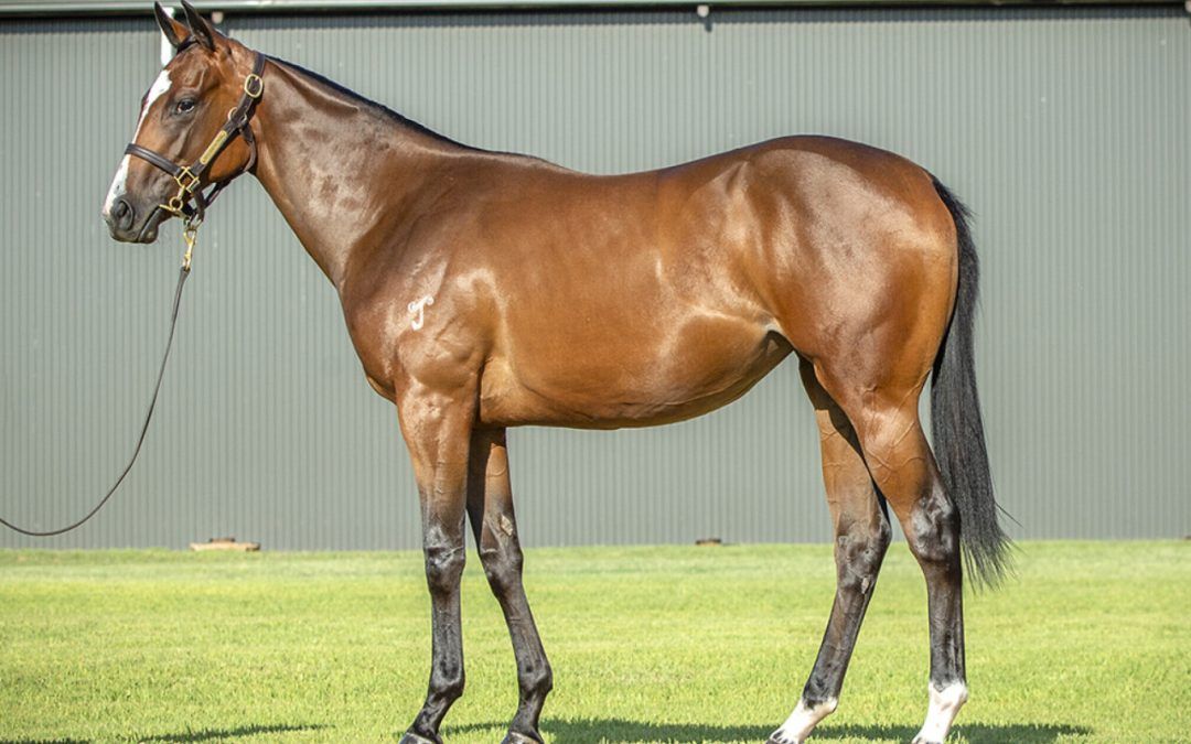 Hellbent X Northern River Filly