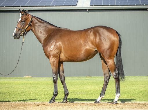 Hellbent X Northern River Filly