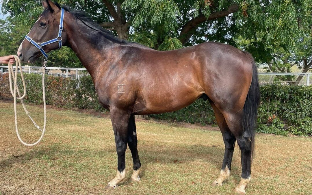 Sandbar X Halo Halo Gelding