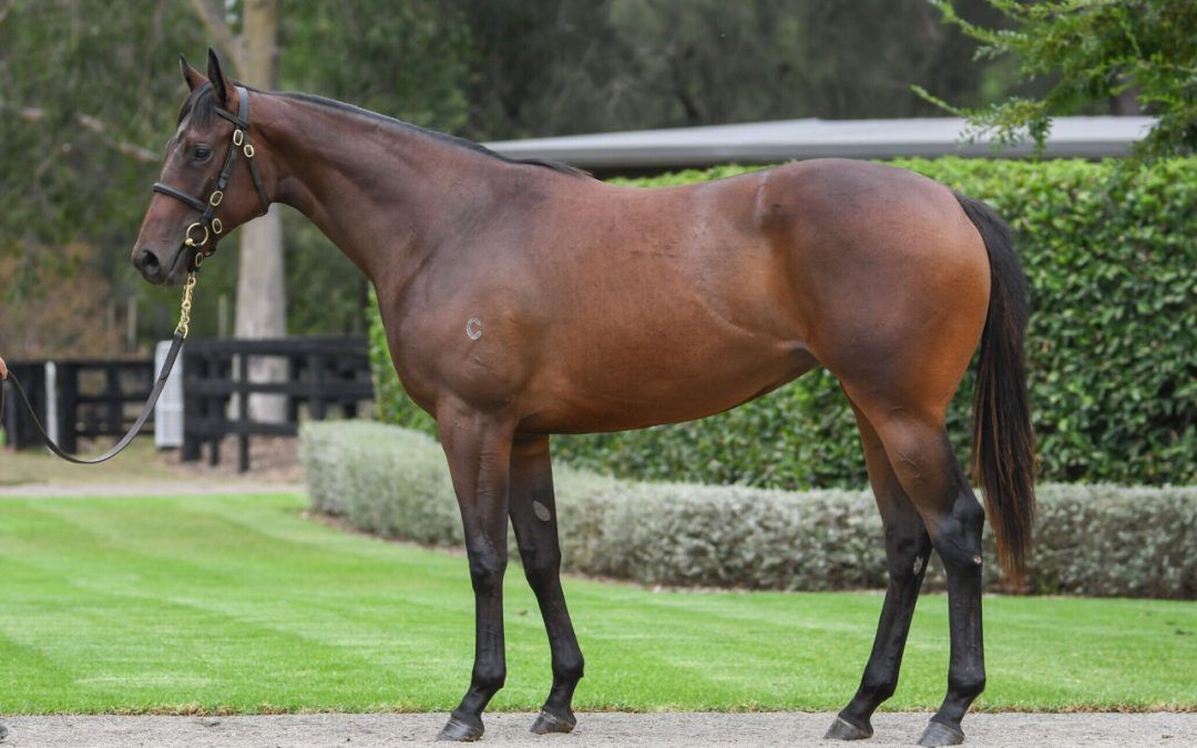 Wootton Bassett X Vinicunca Filly