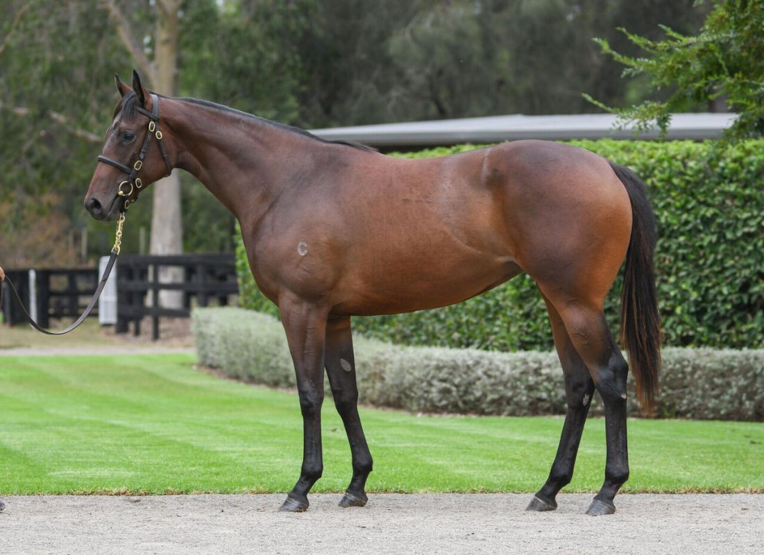 Wootton Bassett X Vinicunca Filly