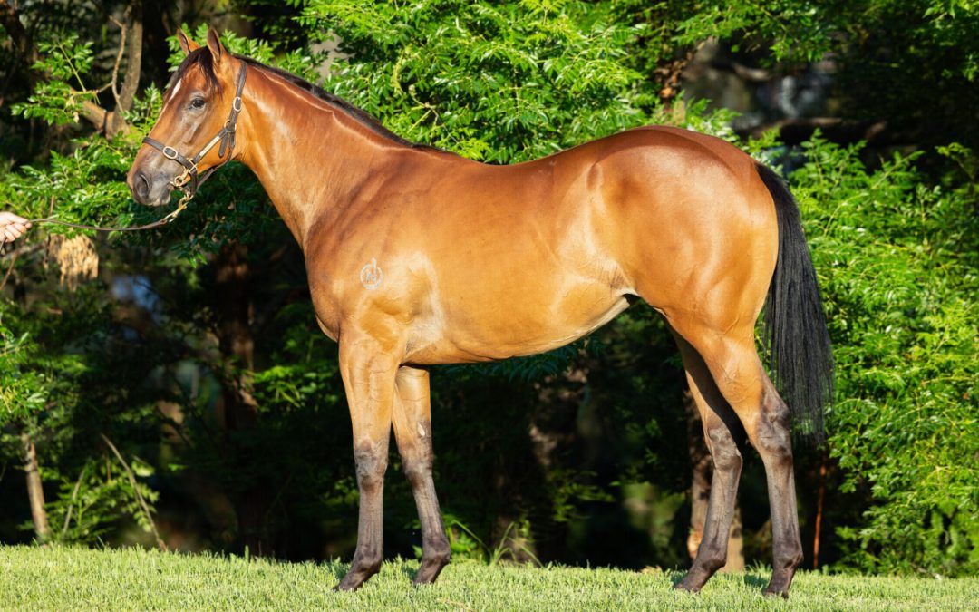 Graff X Sublime Miss Filly