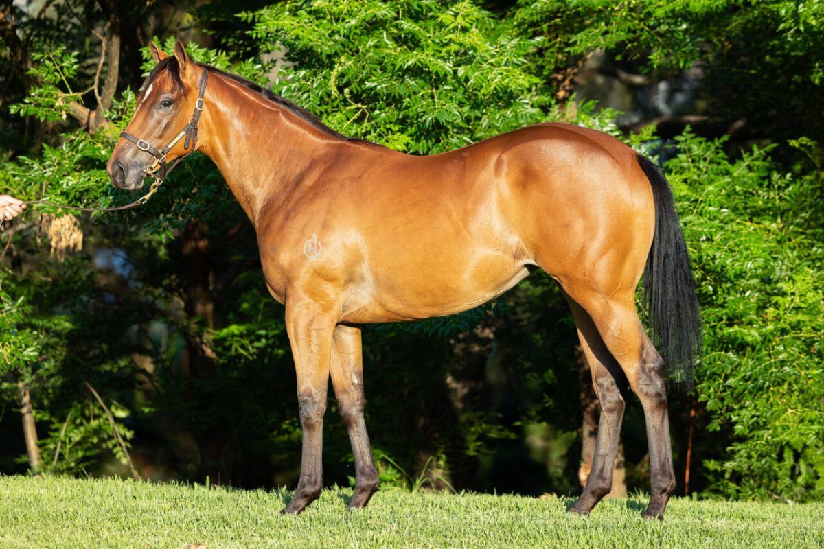 Graff X Sublime Miss Filly