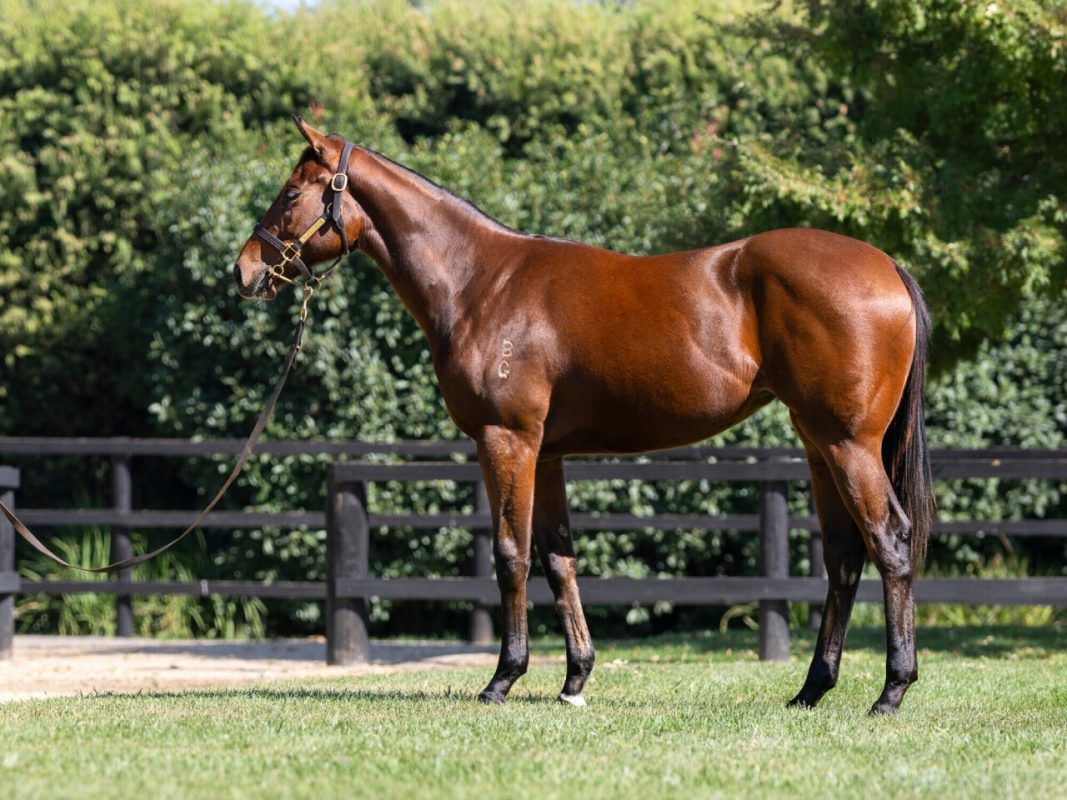 Rubick X Zousonic Filly