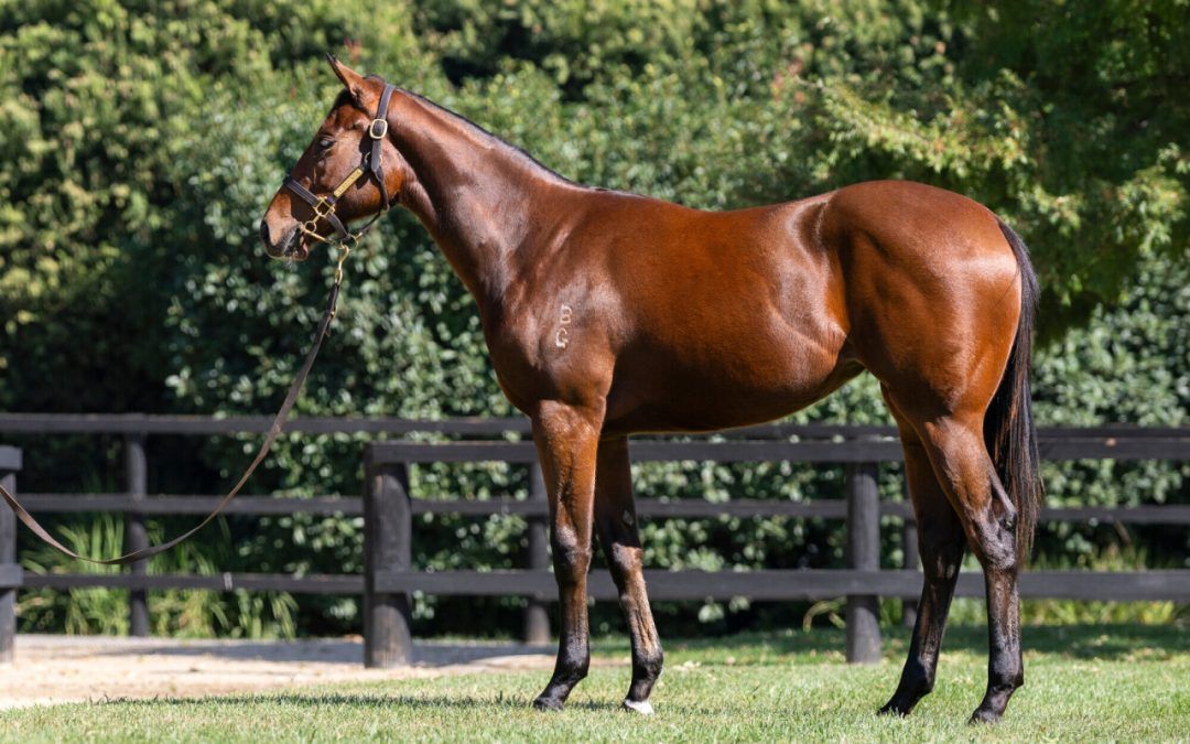 Rubick X Zousonic Filly