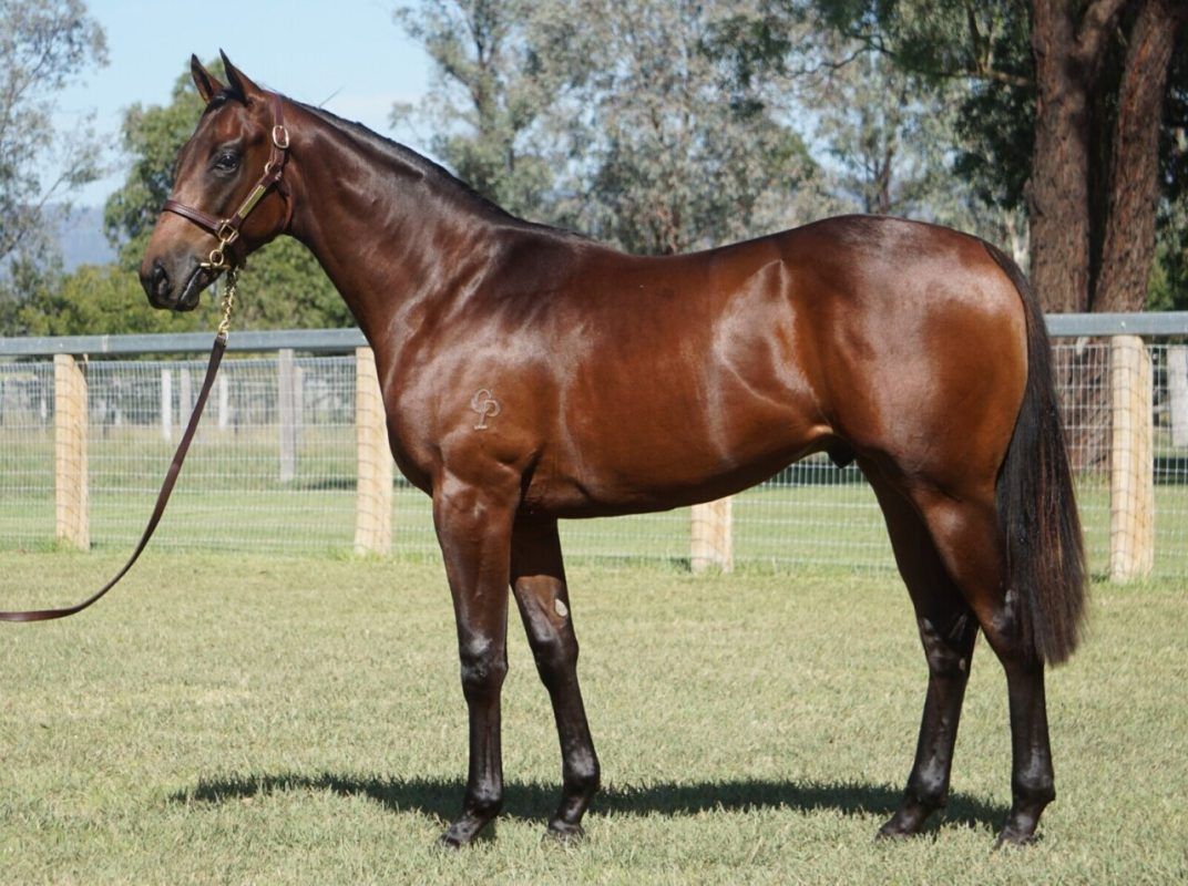 Pierata X Belfast Bella Gelding
