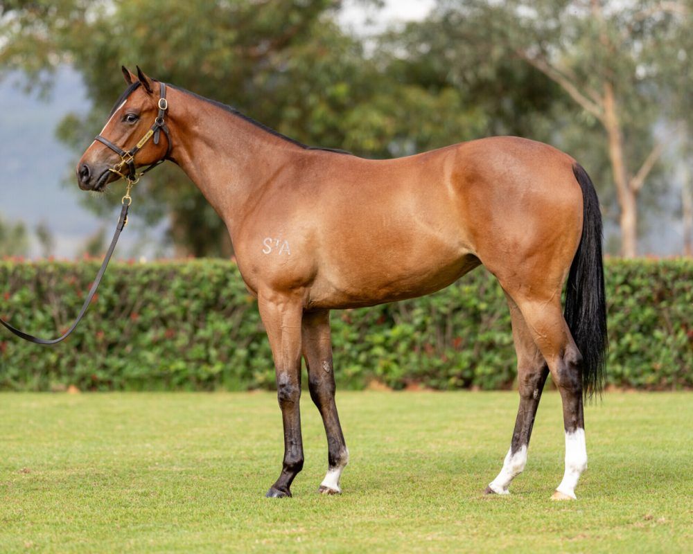 Russian Revolution X Blanco Cara Filly