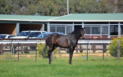 Opportunity to Race a Horse