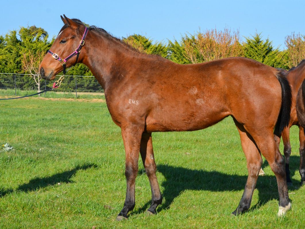 Smart Missile – Midnight Charge Filly