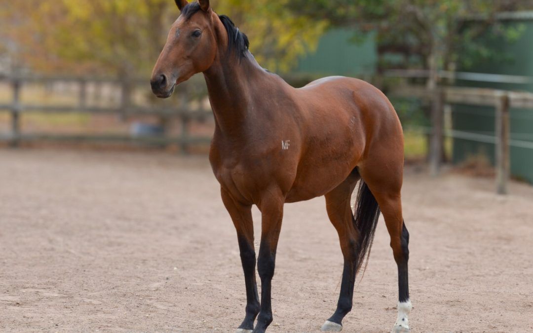 Tarzino – Moment Of Choice Filly