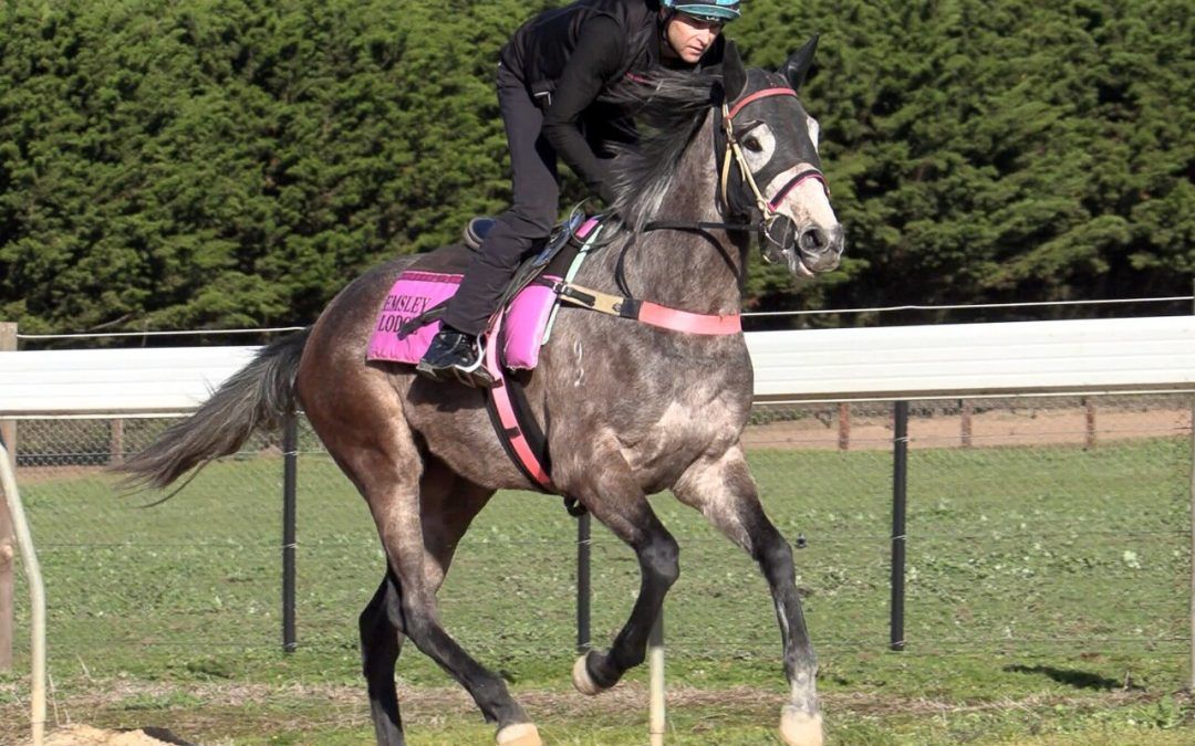 Reliable Man – Kiri Filly