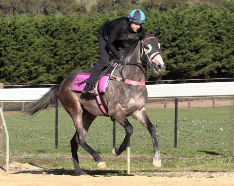 Reliable Man - Kiri Filly