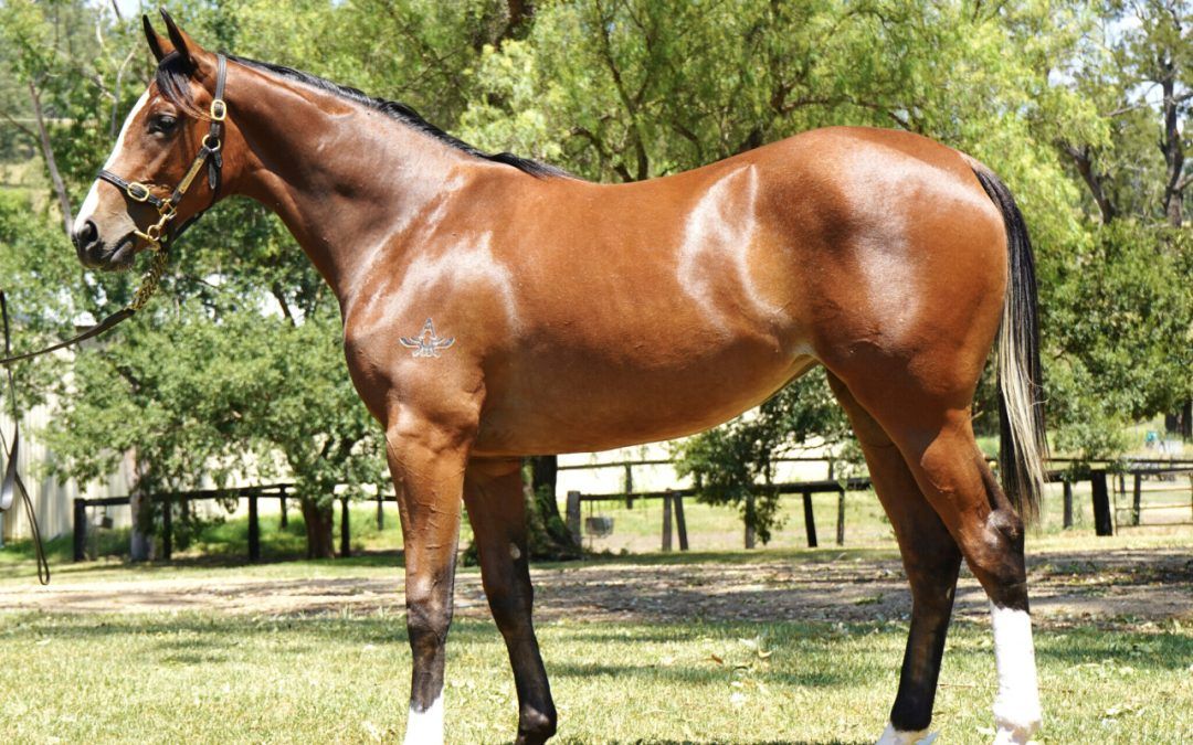 Dundeel – Joyfilly Ours Filly