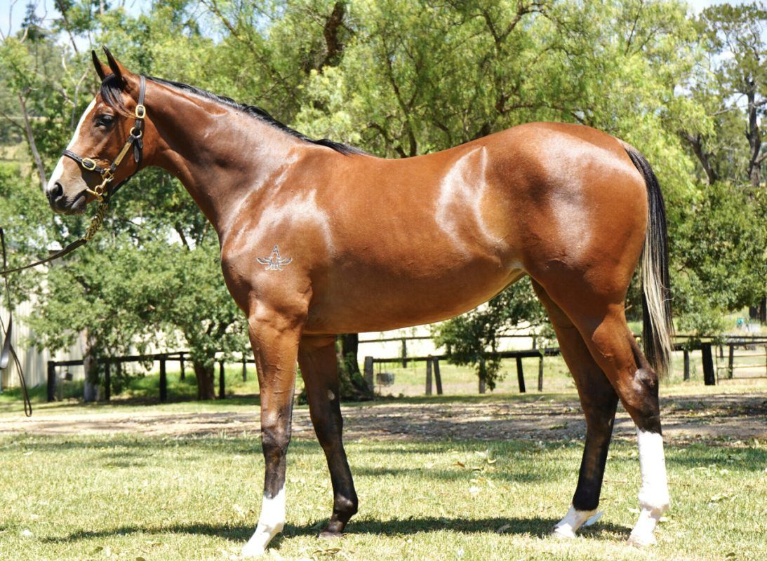Dundeel – Joyfilly Ours Filly