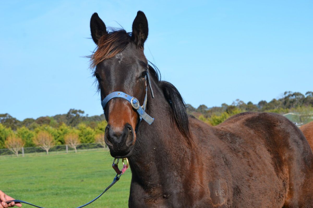 Foxwedge – Starred For Life Filly