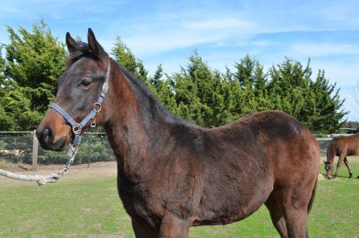 Harry Angel - Labdien Filly