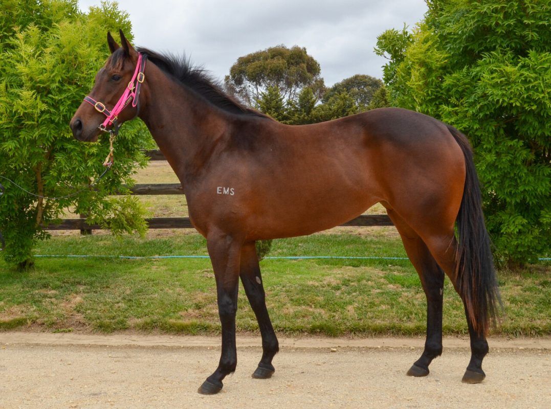 Harry Angel – Labdien Filly