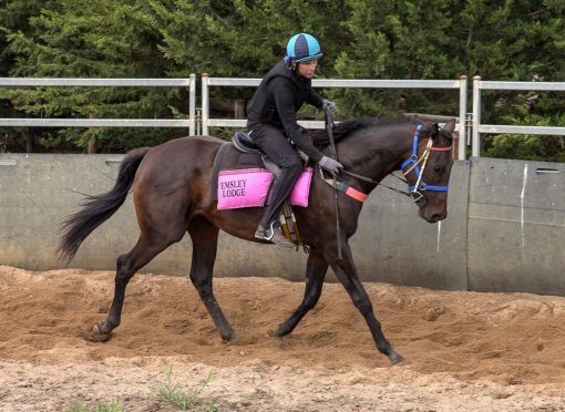 Foxwedge - Starred For Life Filly