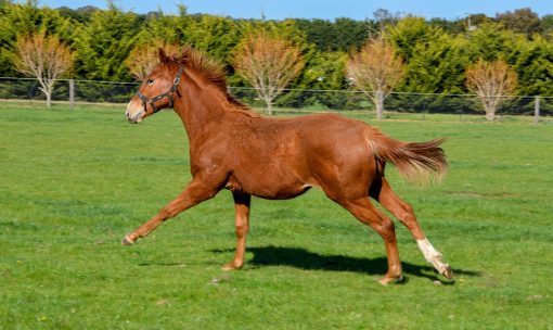 Starcraft X Midnight Charge Filly