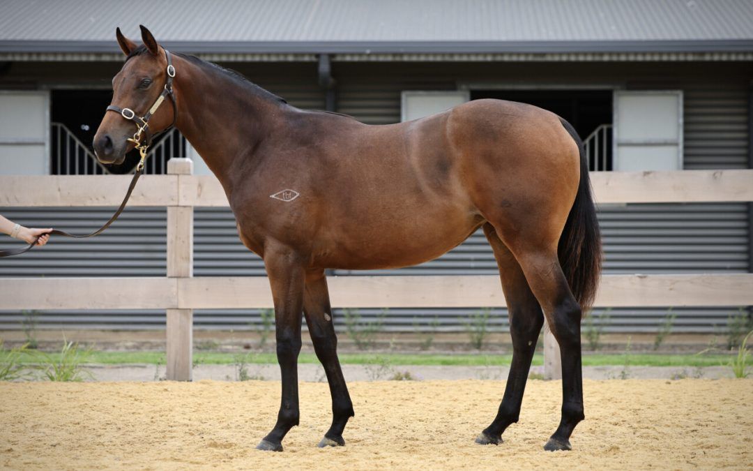 Zoustar – First Channel Filly