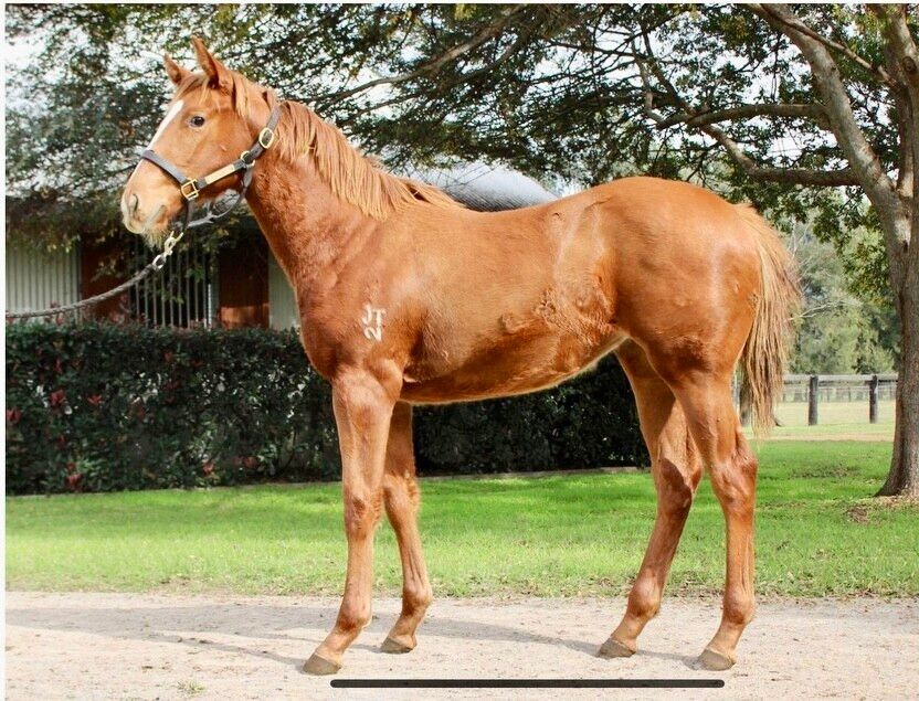 Doubtland – Jadeen Filly